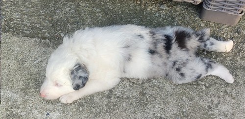 Disponibili a crema cuccioli di cane lagorai